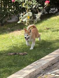Cucciole Akita Inu con pedigree - 6 femmi