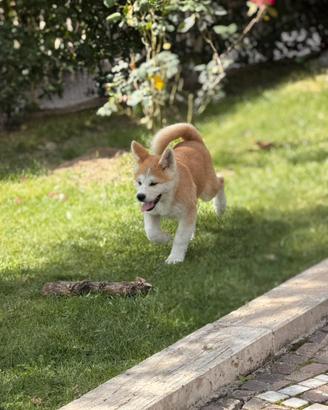 Cucciole Akita Inu con pedigree - 6 femmi