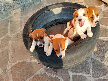 Cuccioli Jack Russell