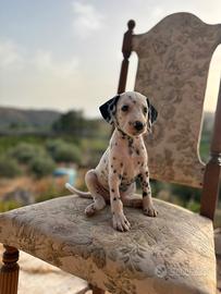 Dalmata