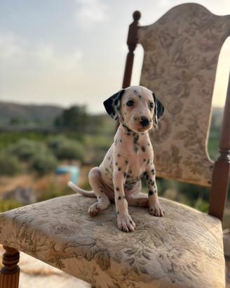 Dalmata