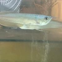 Arowana Silver
