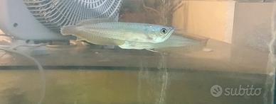 Arowana Silver