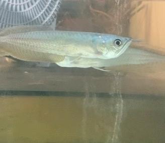 Arowana Silver