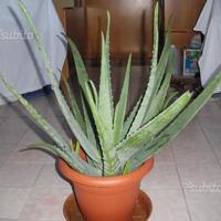 Varie Piante di aloe vera