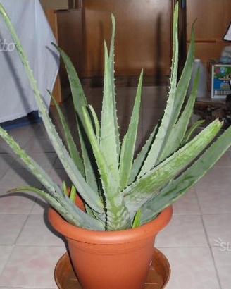 Varie Piante di aloe vera