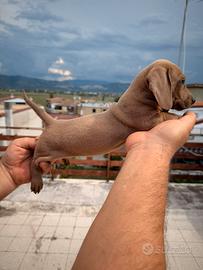 Cucciolo di bassotto
