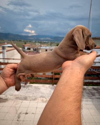 Cucciolo di bassotto
