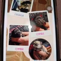 Chihuahua disponibili