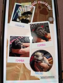 Chihuahua disponibili
