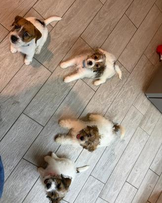 Cuccioli jack Russell terrier