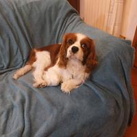 Cavalier King maschio cerca fidanzata