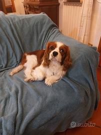 Cavalier King maschio cerca fidanzata