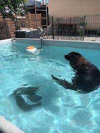 Pensione cani trattamento famigliare