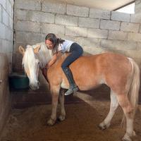Cavalla Haflinger