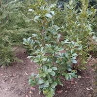 Piante da siepe Lauro Ceraso