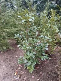 Piante da siepe Lauro Ceraso