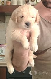 golden retriever 