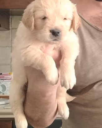 golden retriever 