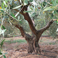 Vendita oliveto