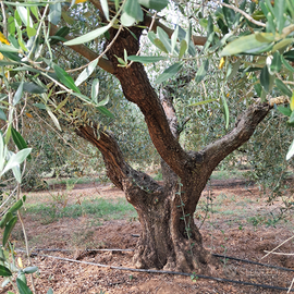 Vendita oliveto