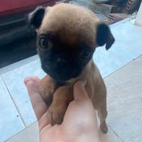 Carlino chug a pelo corto