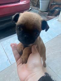 Carlino chug a pelo corto