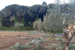 San Cesareo Terreno Agricolo Via Casilina