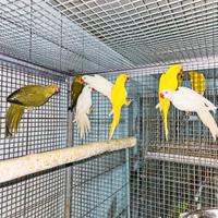 Parrocchetti dal collare anno 2025 sessati