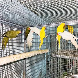 Parrocchetti dal collare anno 2025 sessati