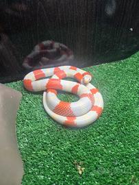 Serpente lampropeltis nelsoni albino