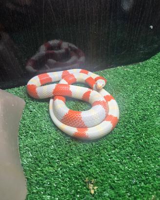 Serpente lampropeltis nelsoni albino