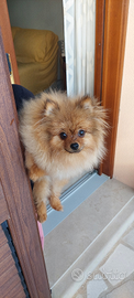 Spitz di Pomerania