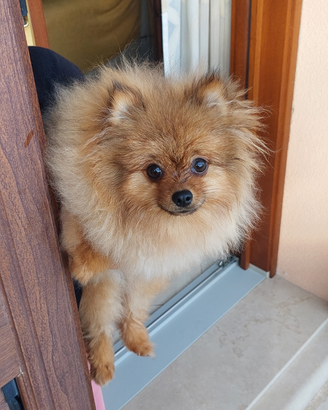 Spitz di Pomerania