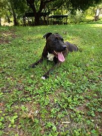 Maschio Amstaff  2 anni
