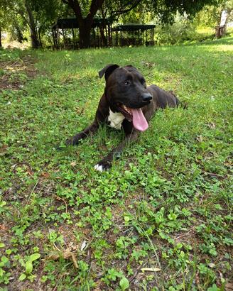 Maschio Amstaff  2 anni