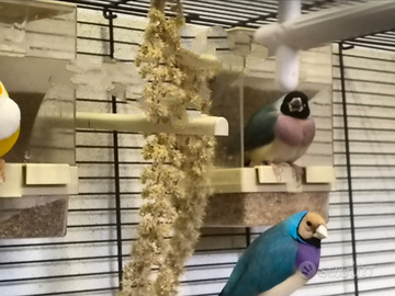 Coppia diamanti di gould blu