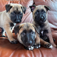 Cuccioli pastore belga malinois