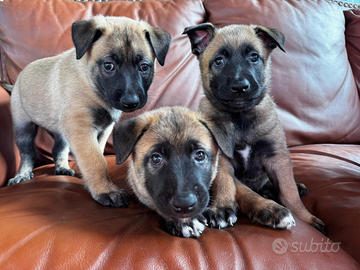 Cuccioli pastore belga malinois