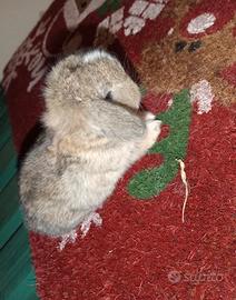 Conigli ariete minilop nani