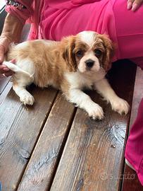 Lui è lei Cavalier king