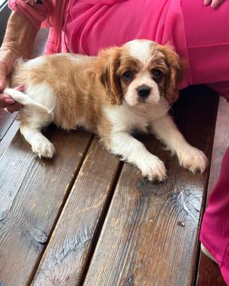Lui è lei Cavalier king