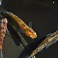 Misto medaka Tiger / zaffiro