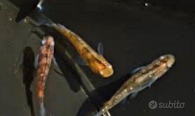 Misto medaka Tiger / zaffiro