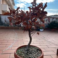 Faggi yamadori pre bonsai