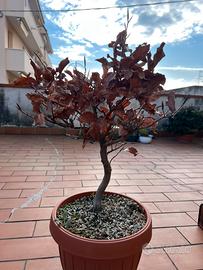 Faggi yamadori pre bonsai