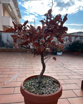 Faggi yamadori pre bonsai