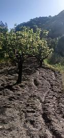 Terreno Badolato
