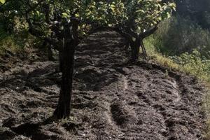 Terreno Badolato
