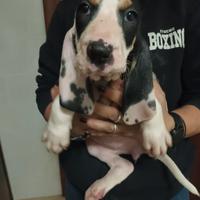 Cuccioli di petit gascon saintongeois